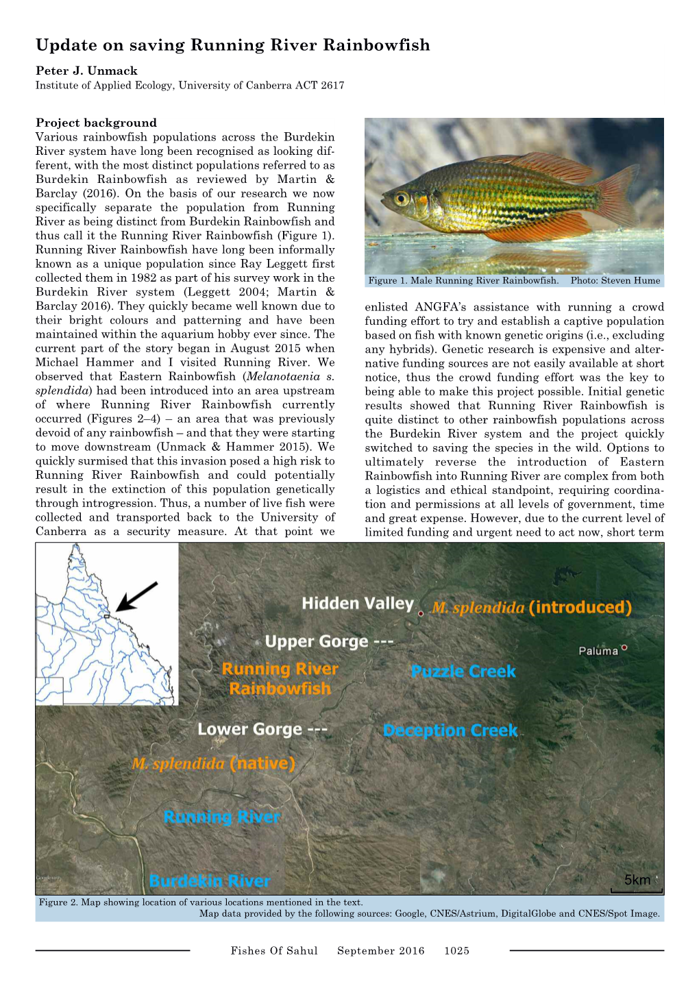 Update on Saving Running River Rainbowfish Peter J