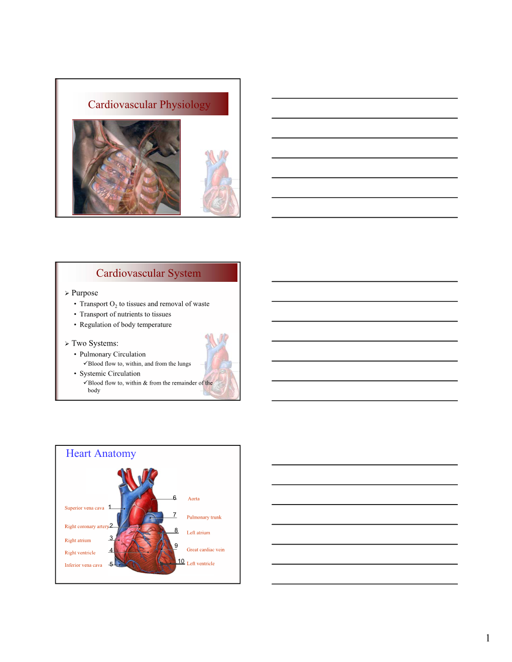Cardiovascular Physiology Cardiovascular Physiology