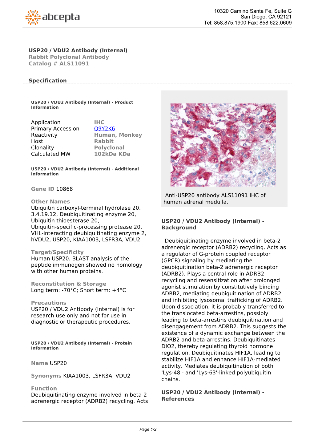 USP20 / VDU2 Antibody (Internal) Rabbit Polyclonal Antibody Catalog # ALS11091