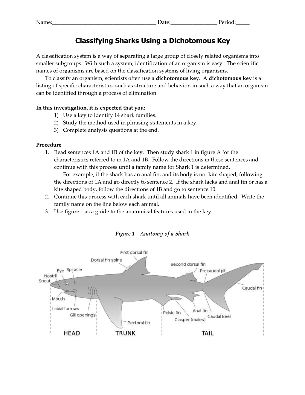 Classifying Sharks Using a Dichotomus Key