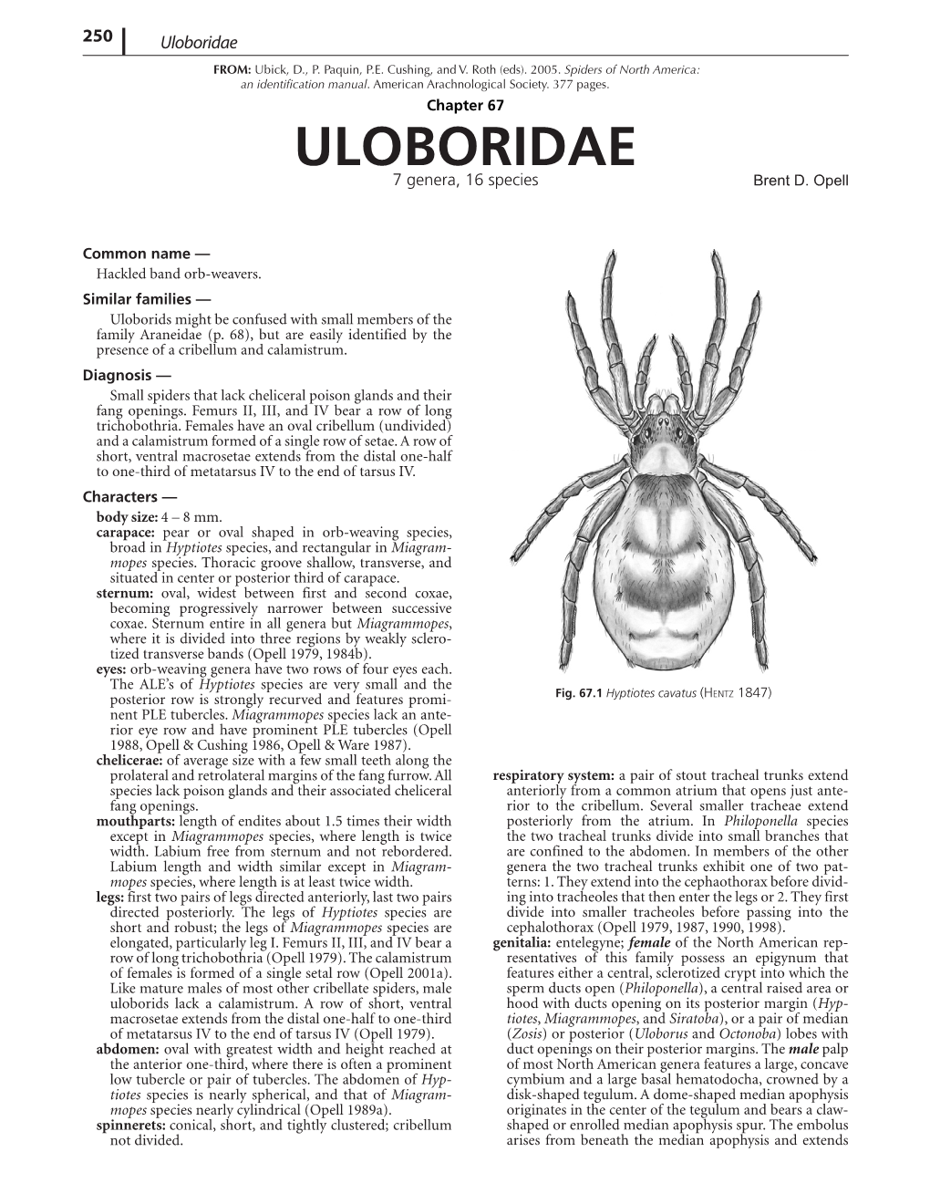 Uloboridae Spiders of North America — 251 FROM: Ubick, D., P