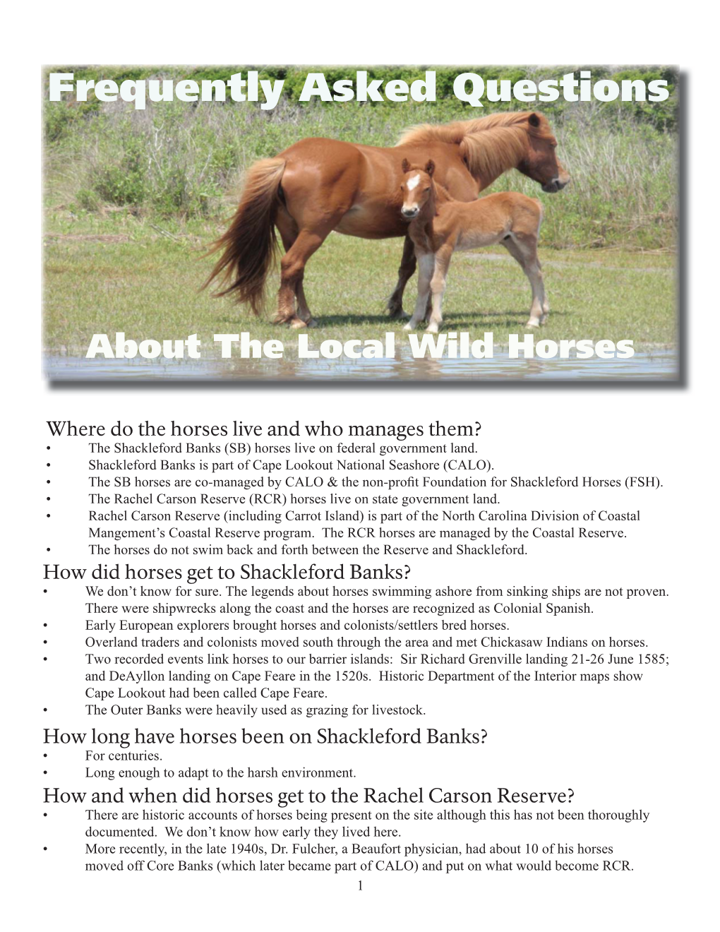 Frequently Asked Questions About Our Local Wild Horses