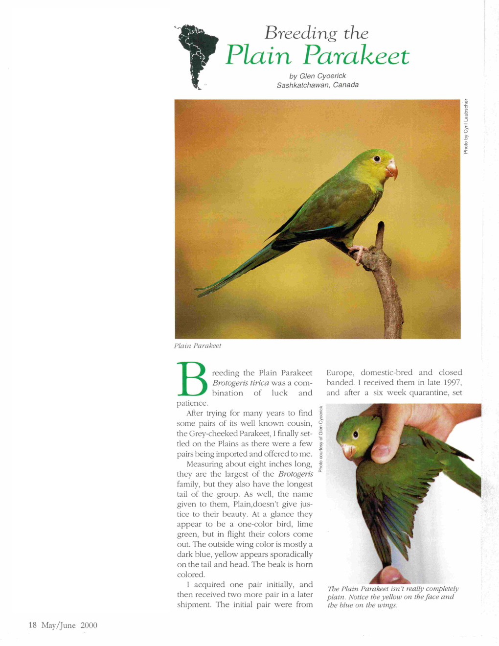 Plain Parakeet by Glen Cyoerick Sashkatchawan, Canada