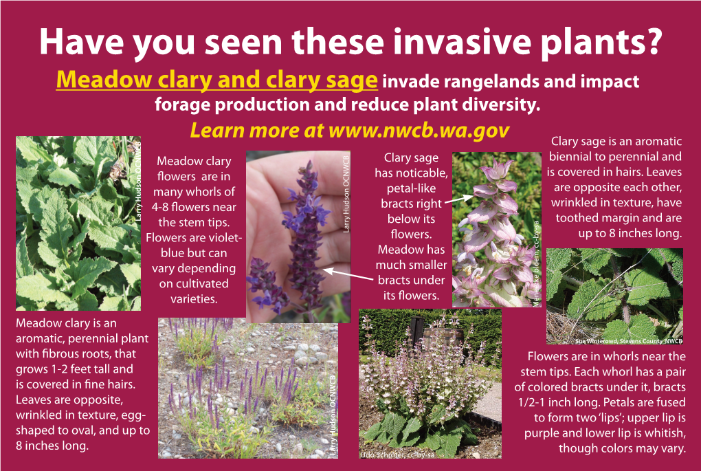 Clary Sage and Meadow Clary