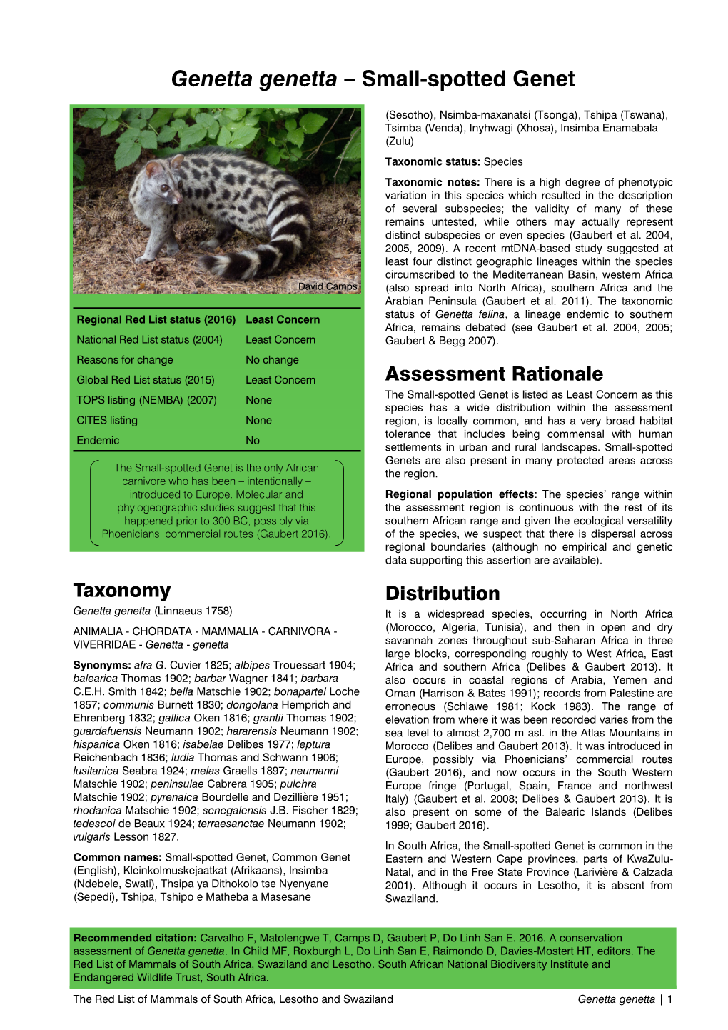 Genetta Genetta – Small-Spotted Genet