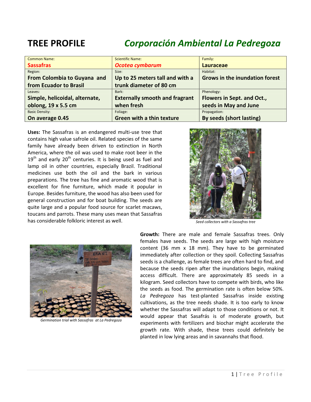 TREE PROFILE Corporación Ambiental La Pedregoza