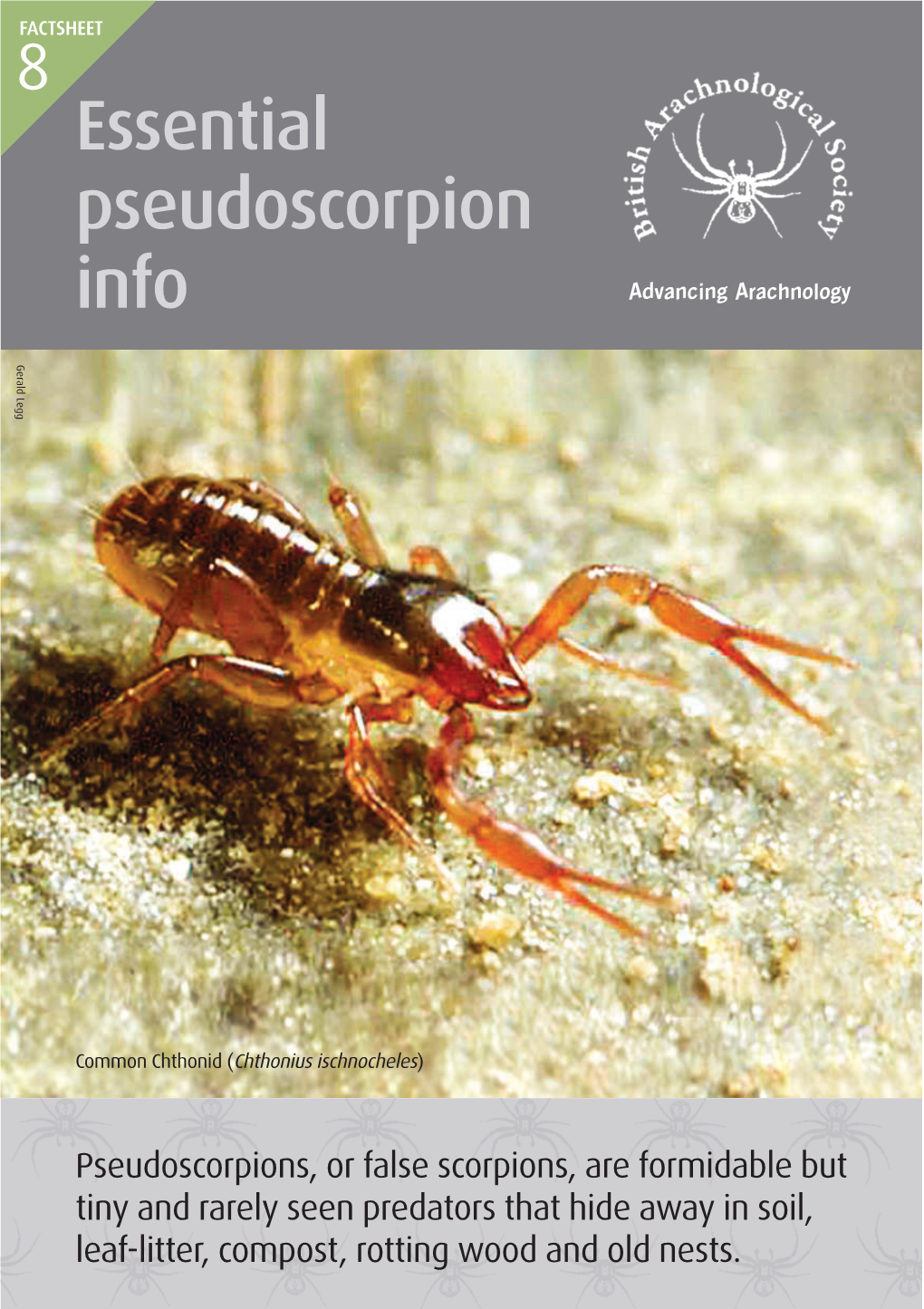 8. Essential Pseudoscorpion Info