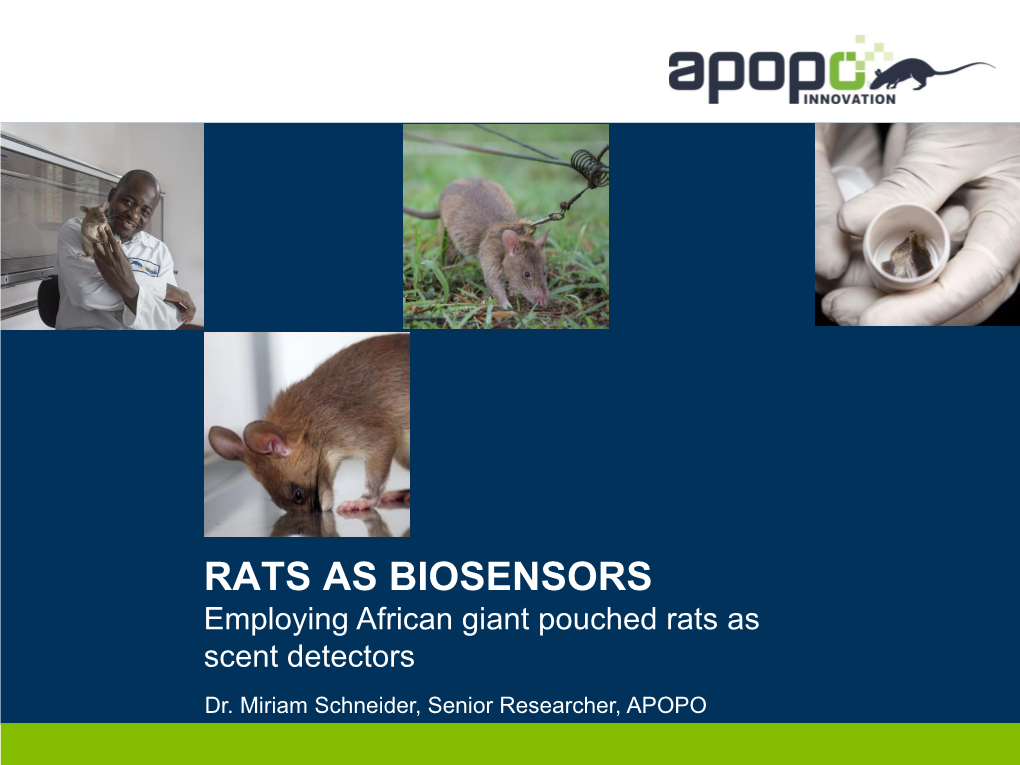 RATS AS BIOSENSORS Employing African Giant Pouched Rats As Scent Detectors Dr