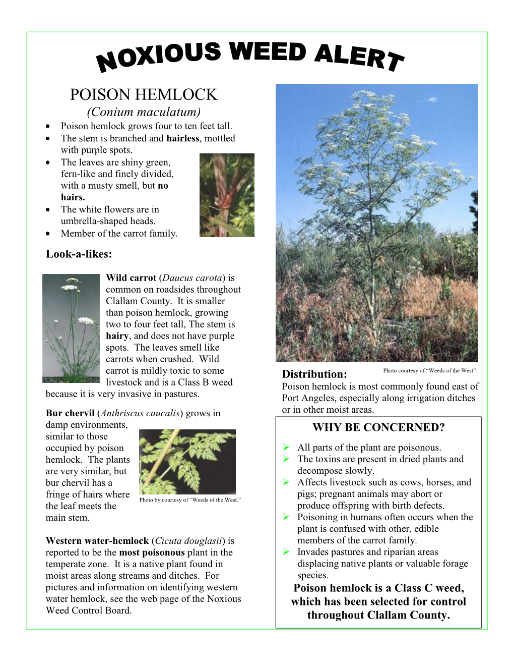 POISON HEMLOCK (Conium Maculatum) Poison Hemlock Grows Four to Ten Feet Tall