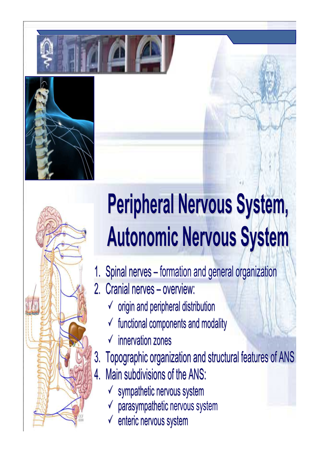 Peripheral Nervous System  Autonomic = Auto (Self) + Nomos, Gr