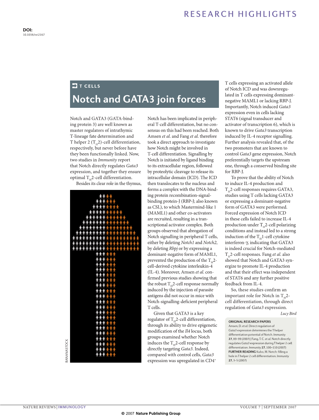 Notch and GATA3 Join Forces Negative MAML1 Or Lacking RBP-J