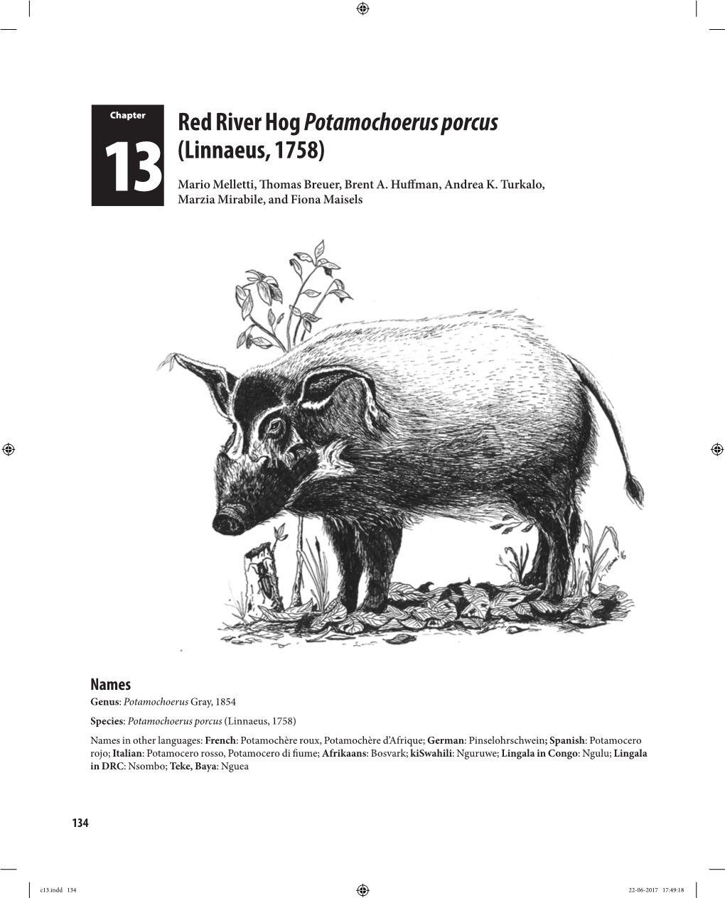 Red River Hog Potamochoerus Porcus (Linnaeus, 1758)