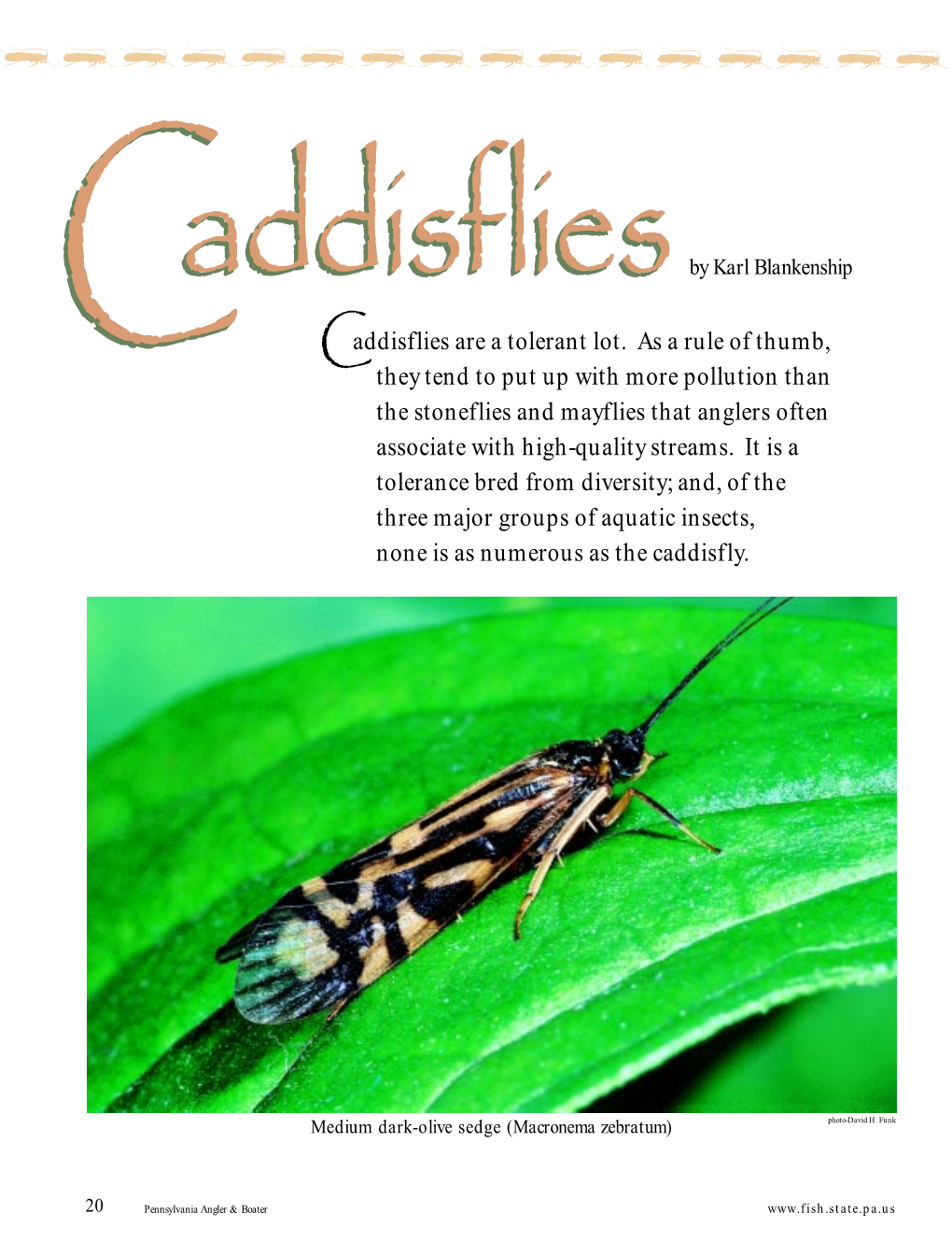 Caddisflies by Karl Blankenship