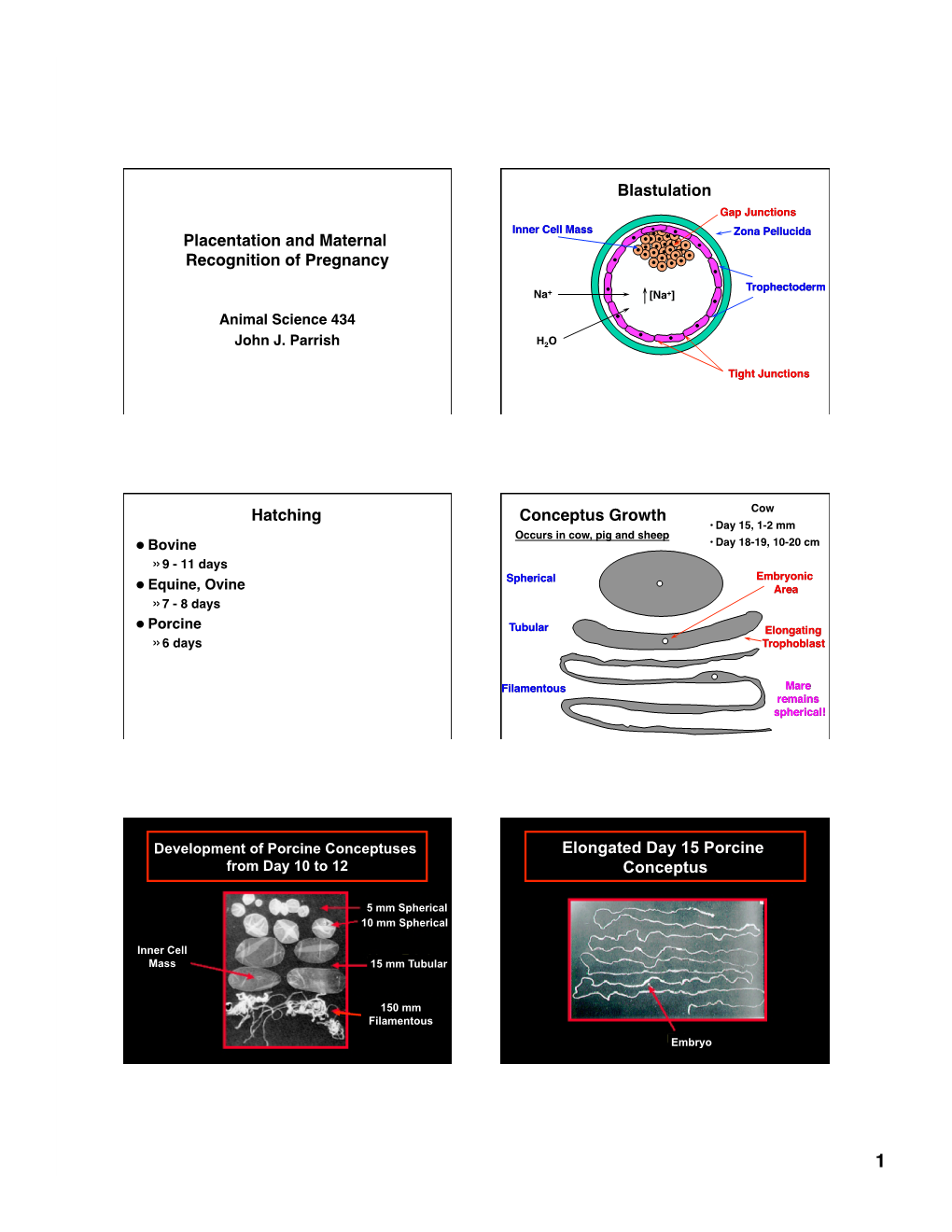 Placentation and Maternal Recognition of Pregnancy Blastulation Hatching Conceptus Growth Elongated Day 15 Porcine Conceptus