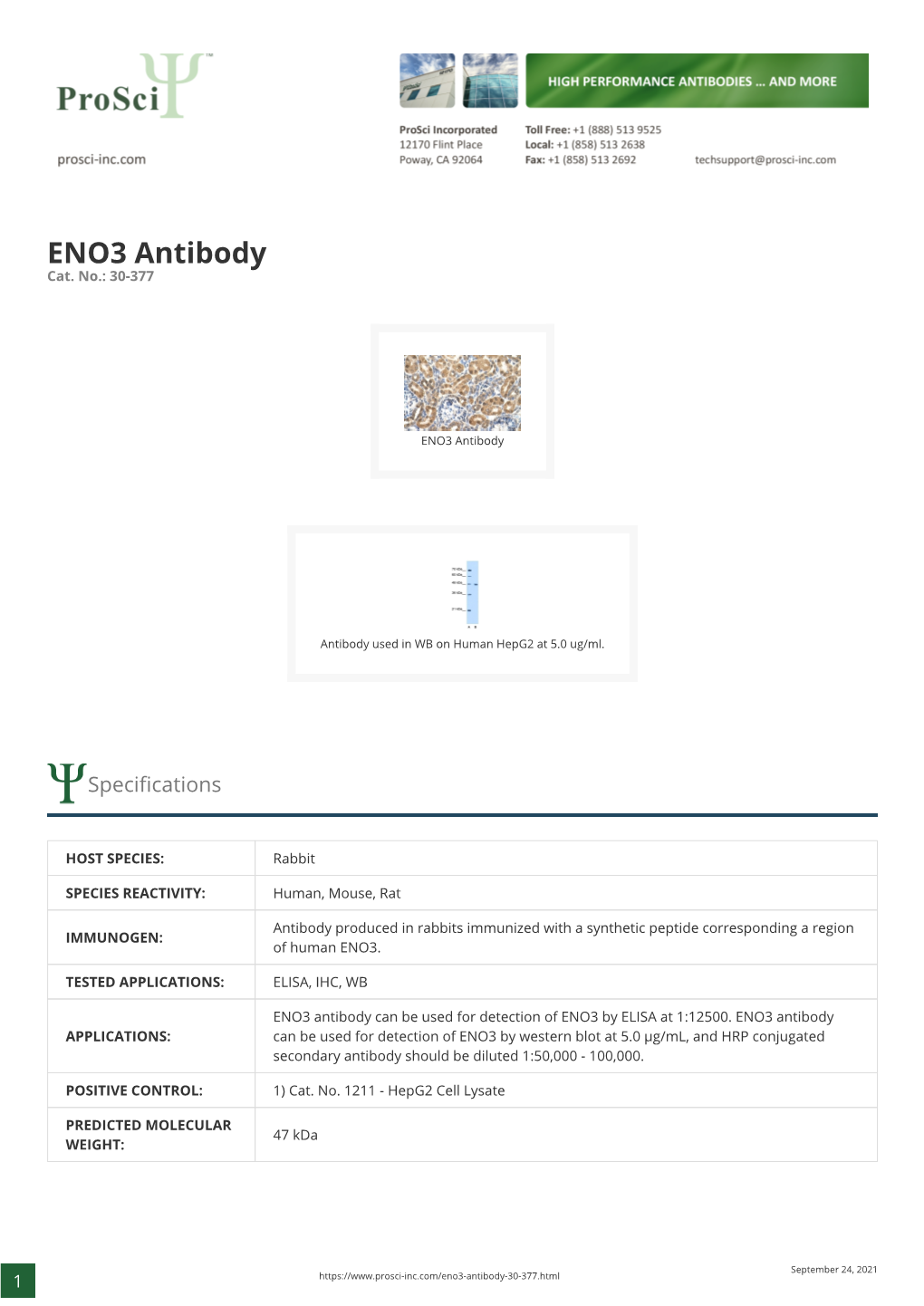 ENO3 Antibody Cat