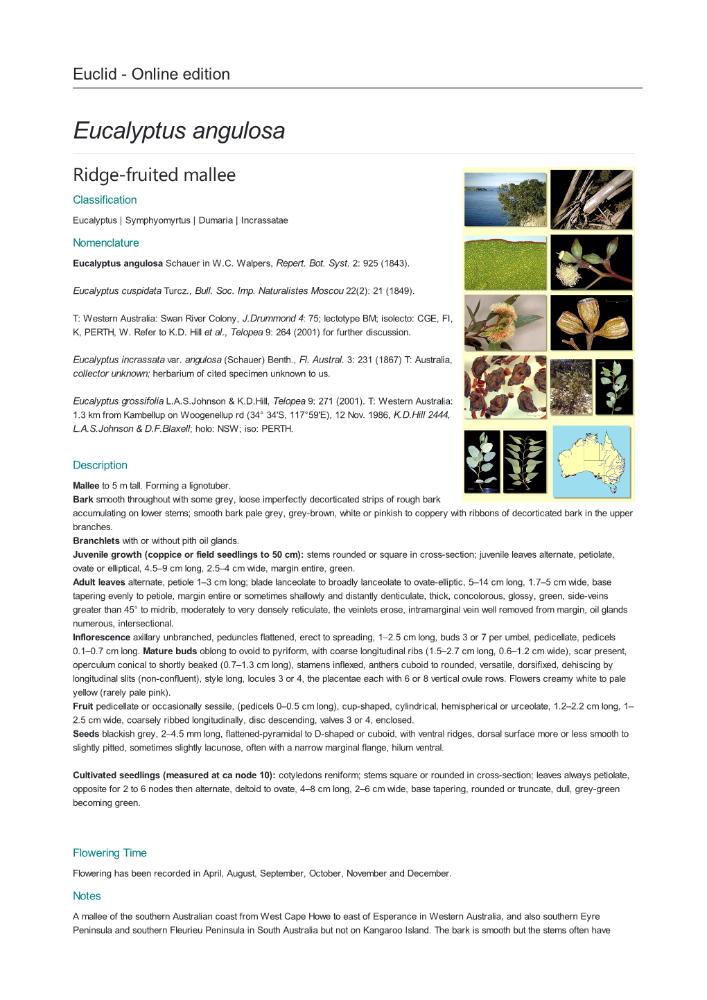 Eucalyptus Angulosa Ridge-Fruited Mallee Classification Eucalyptus | Symphyomyrtus | Dumaria | Incrassatae Nomenclature Eucalyptus Angulosa Schauer in W.C