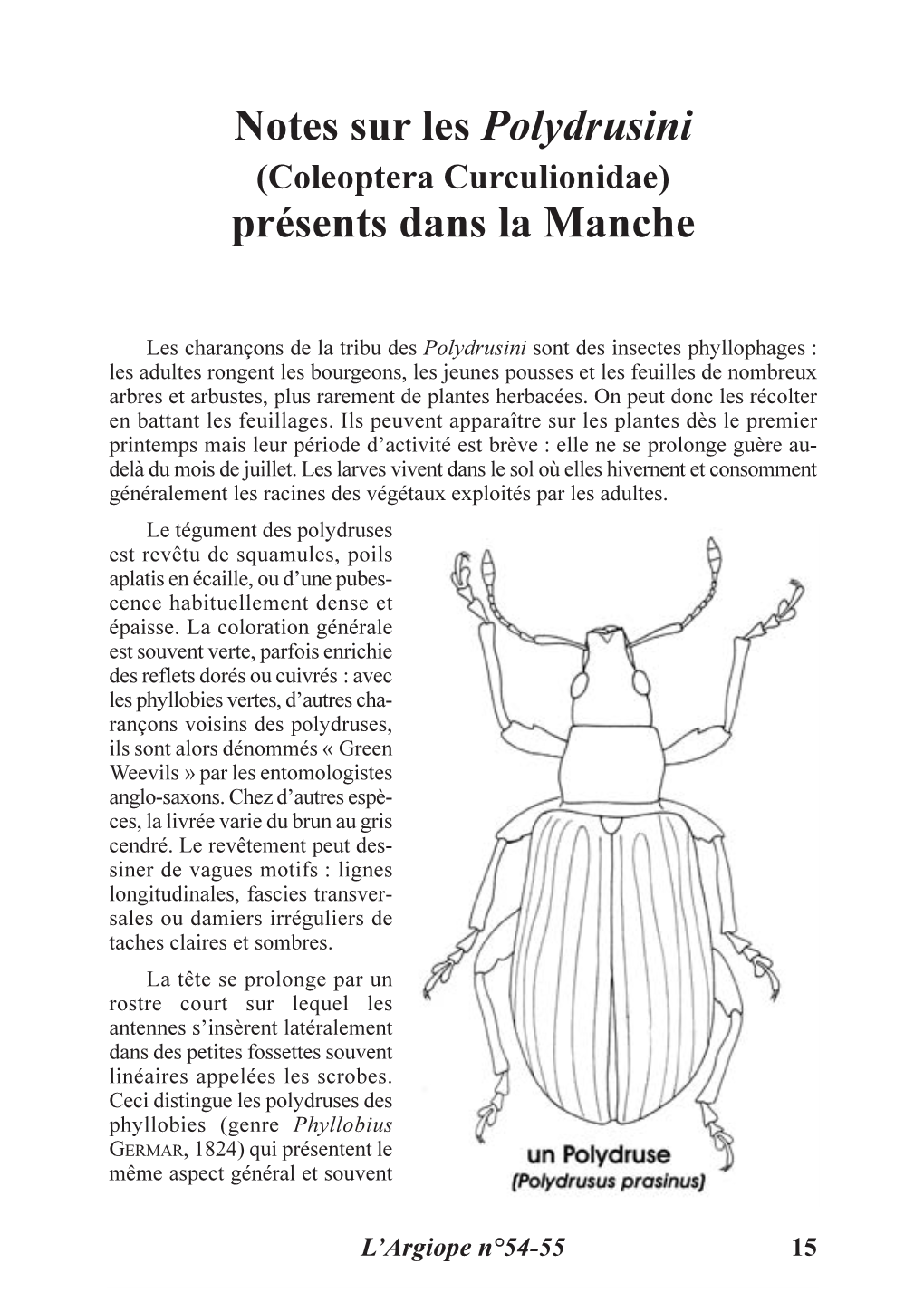 Notes Sur Les Polydrusini (Coleoptera Curculionidae) Présents Dans La Manche