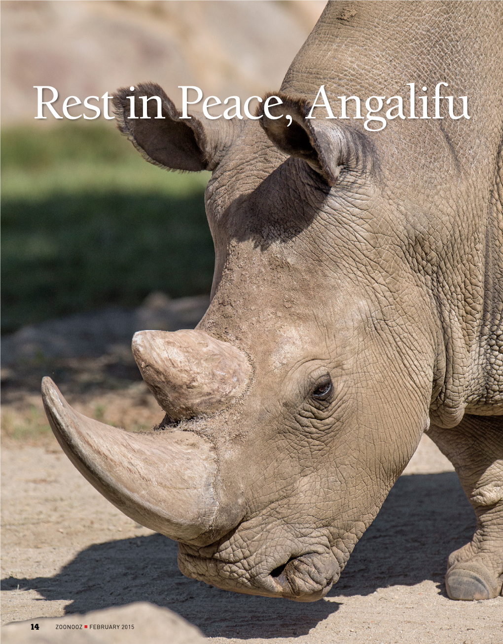 Rest in Peace, Angalifu