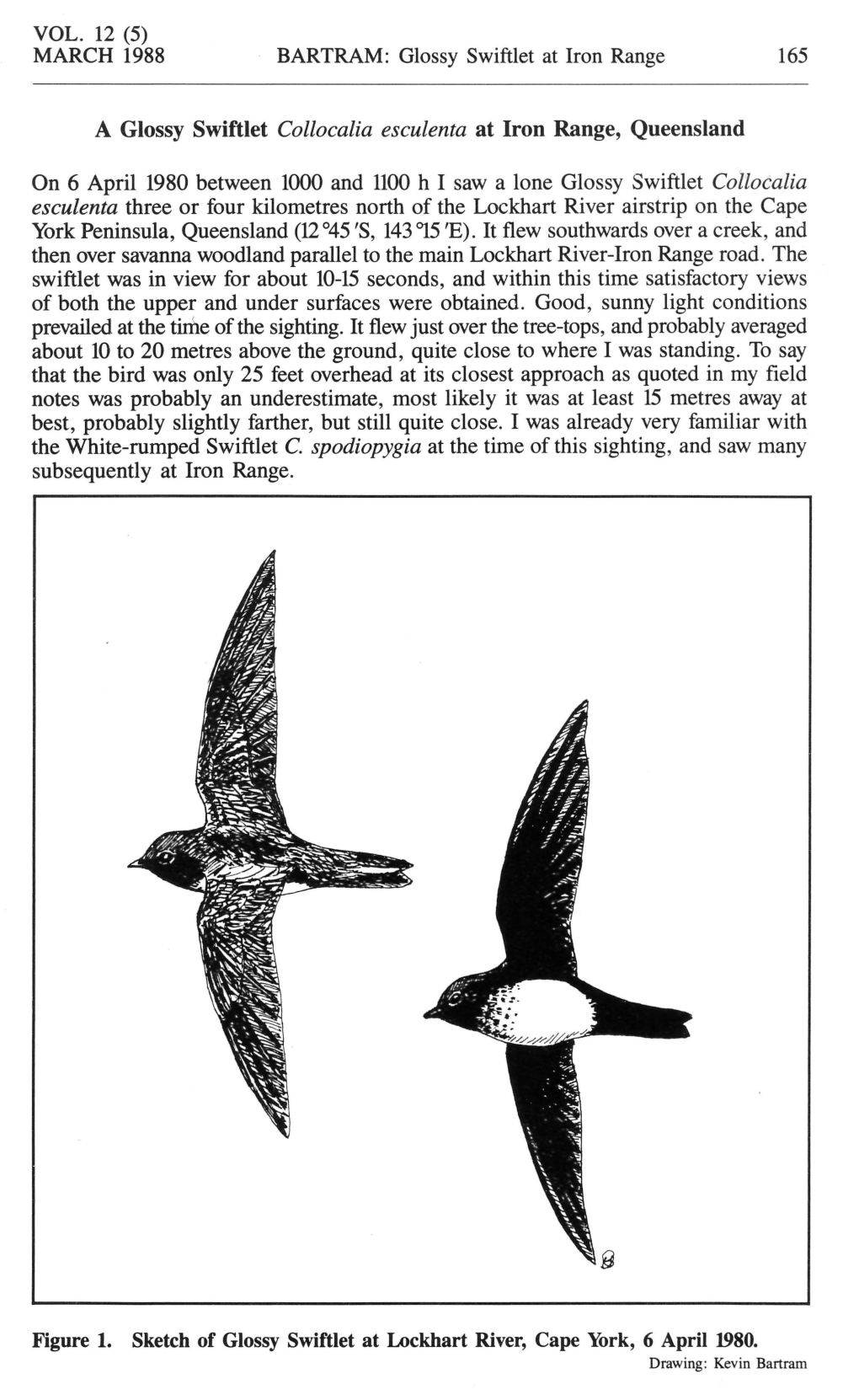 A Glossy Swiftlet Collocalia Esculenta at Iron Range, Queensland