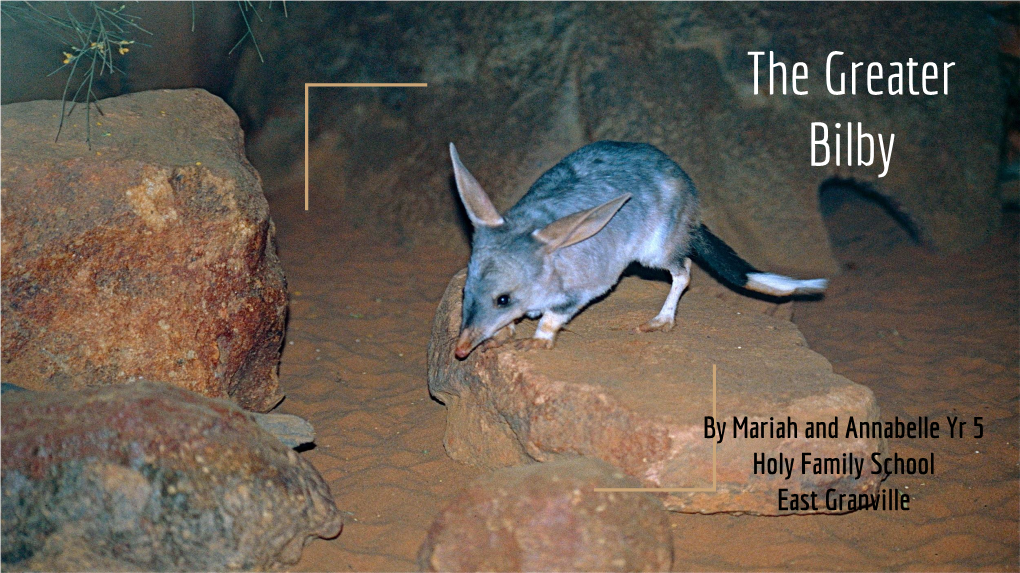 The Greater Bilby