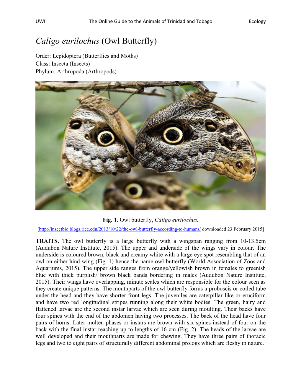 Caligo Eurilochus (Owl Butterfly)