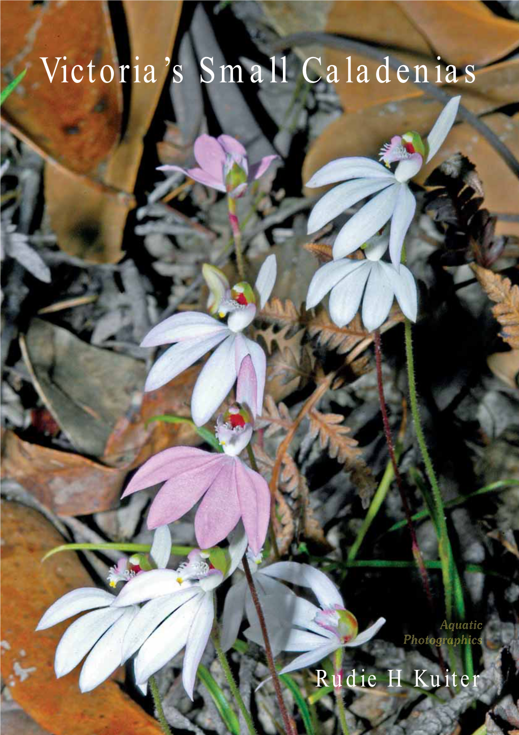 Victoria's Small Caladenias