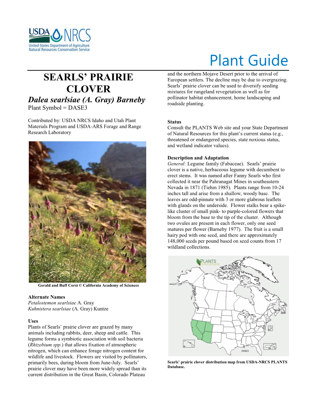 Searls' Prairie Clover (Dalea Searlsiae) Plant Guide