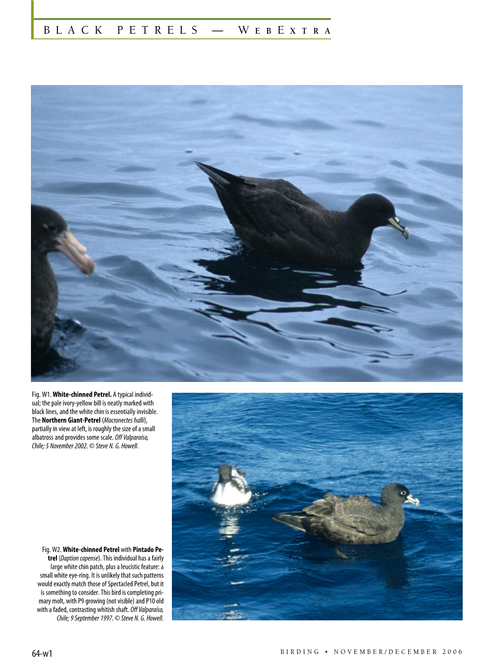 Black Petrels — W Eb E Xtra