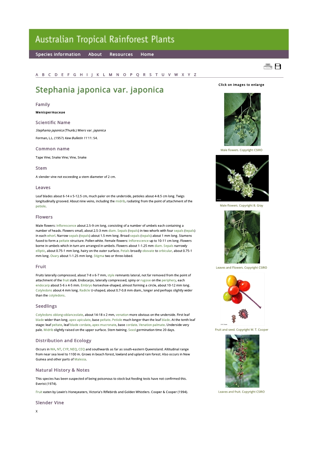 Stephania Japonica Var. Japonica Click on Images to Enlarge