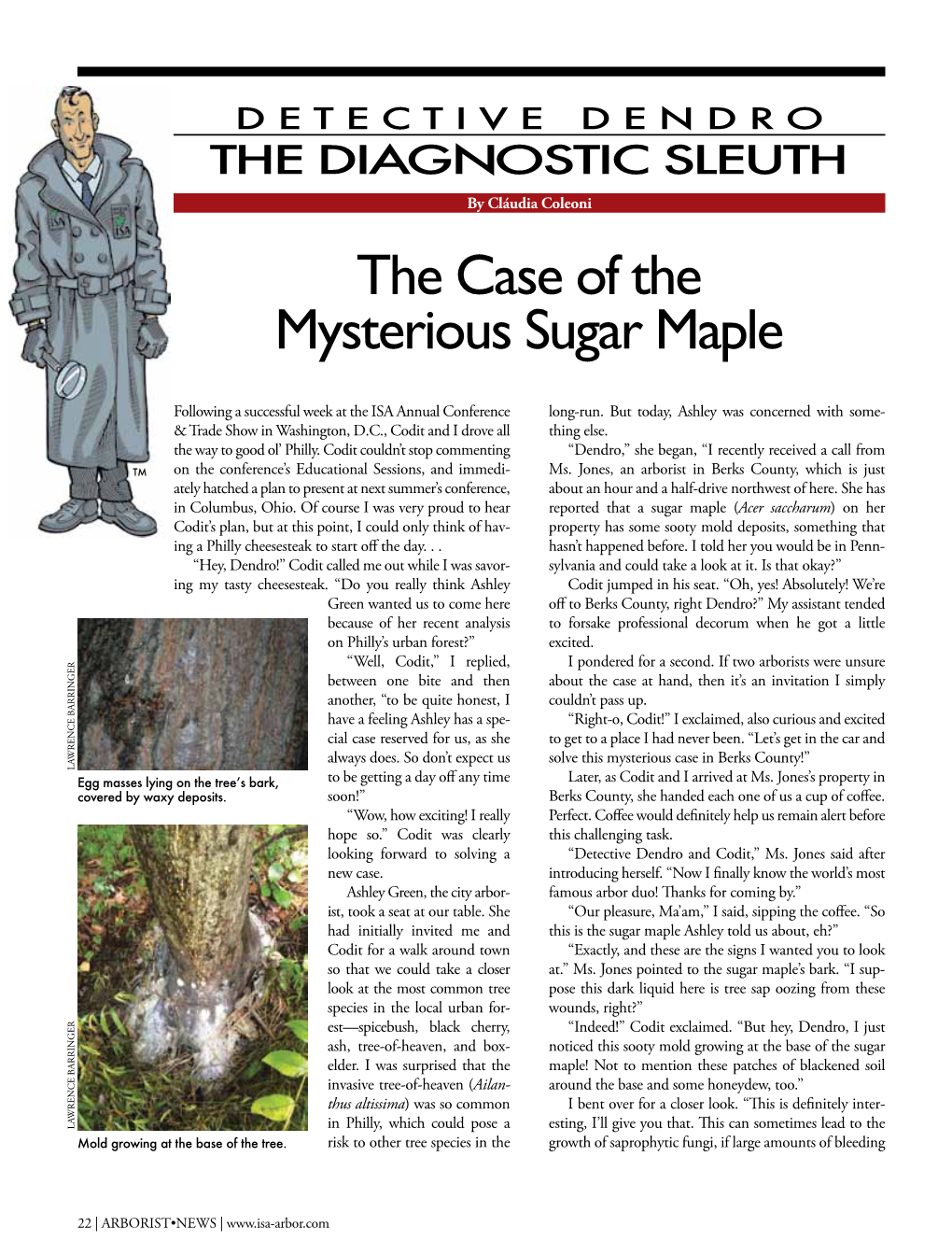 The Case of the Mysterious Sugar Maple