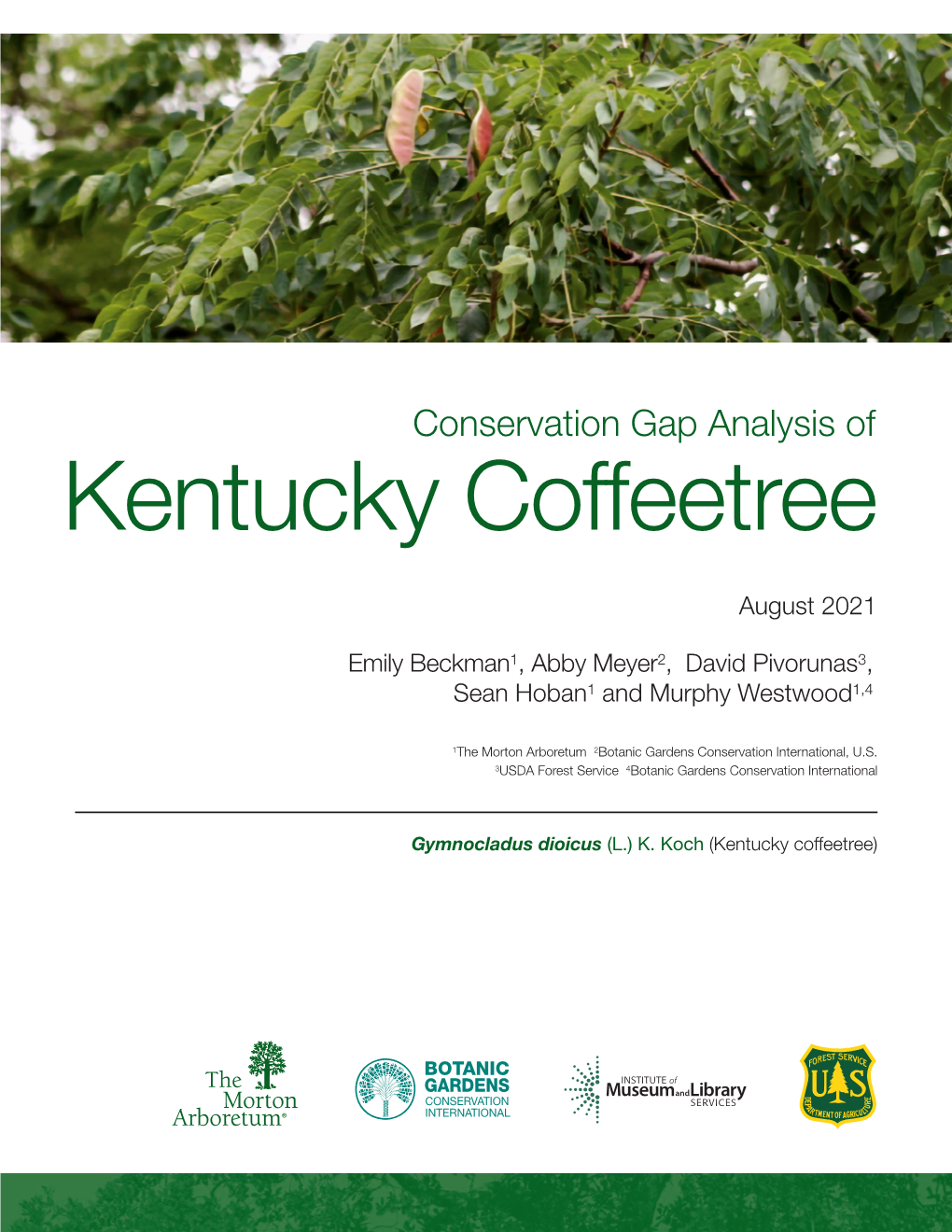 Kentucky Coffeetree