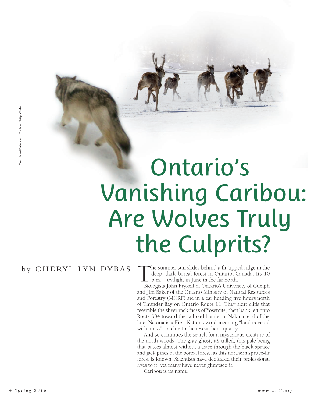 Ontario's Vanishing Caribou
