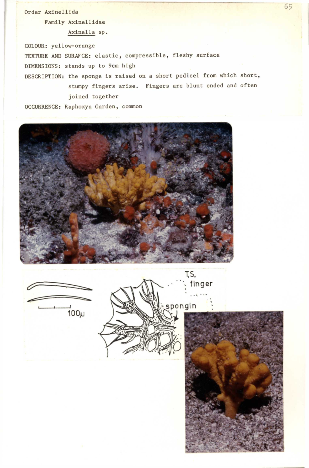 Order Axinellida Family Axinellidae Axinella Sp. COLOUR: Yellow