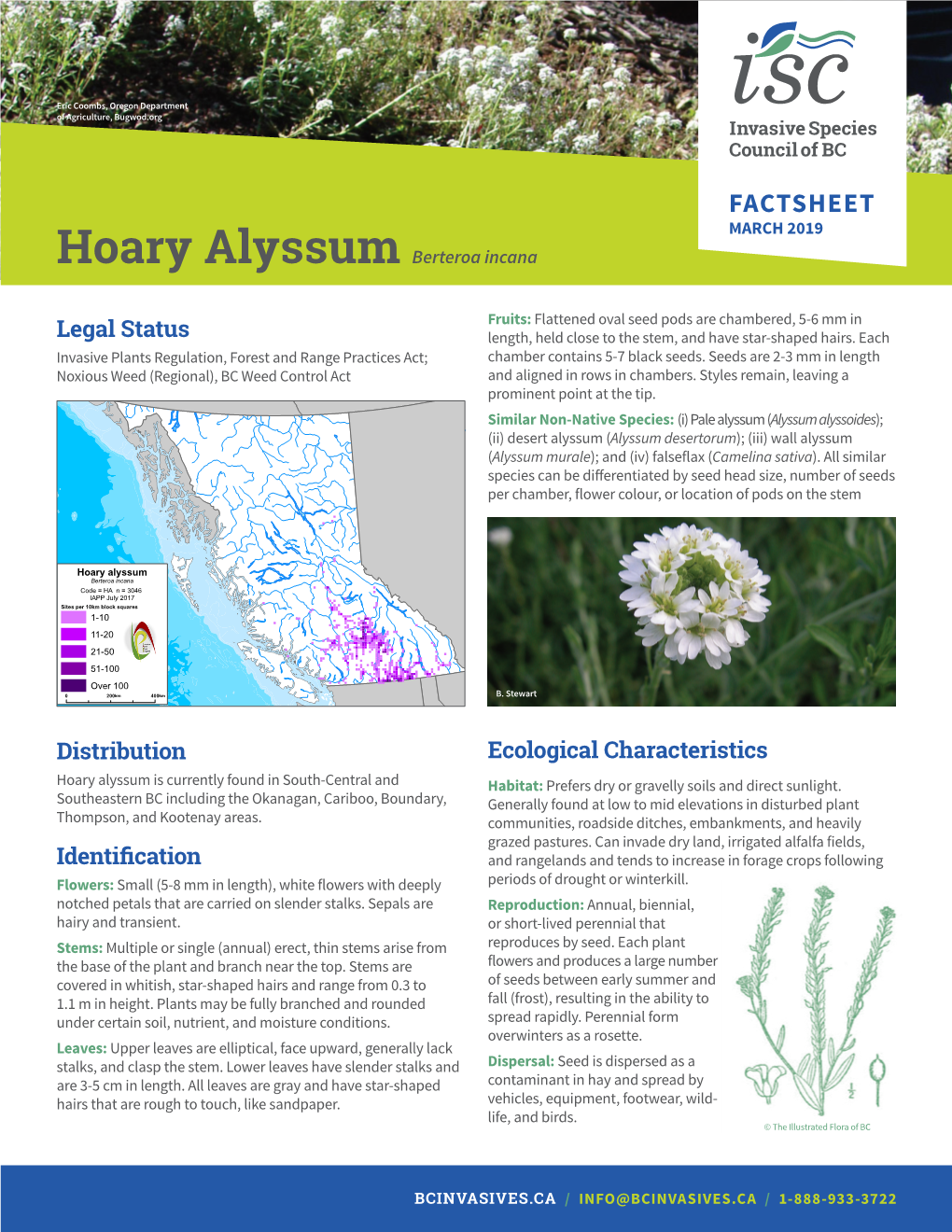 Hoary Alyssum Factsheet