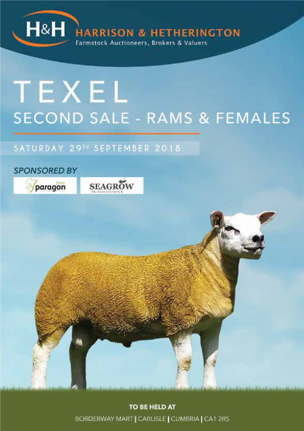MV Accredited Pedigree Registered Texel Sheep
