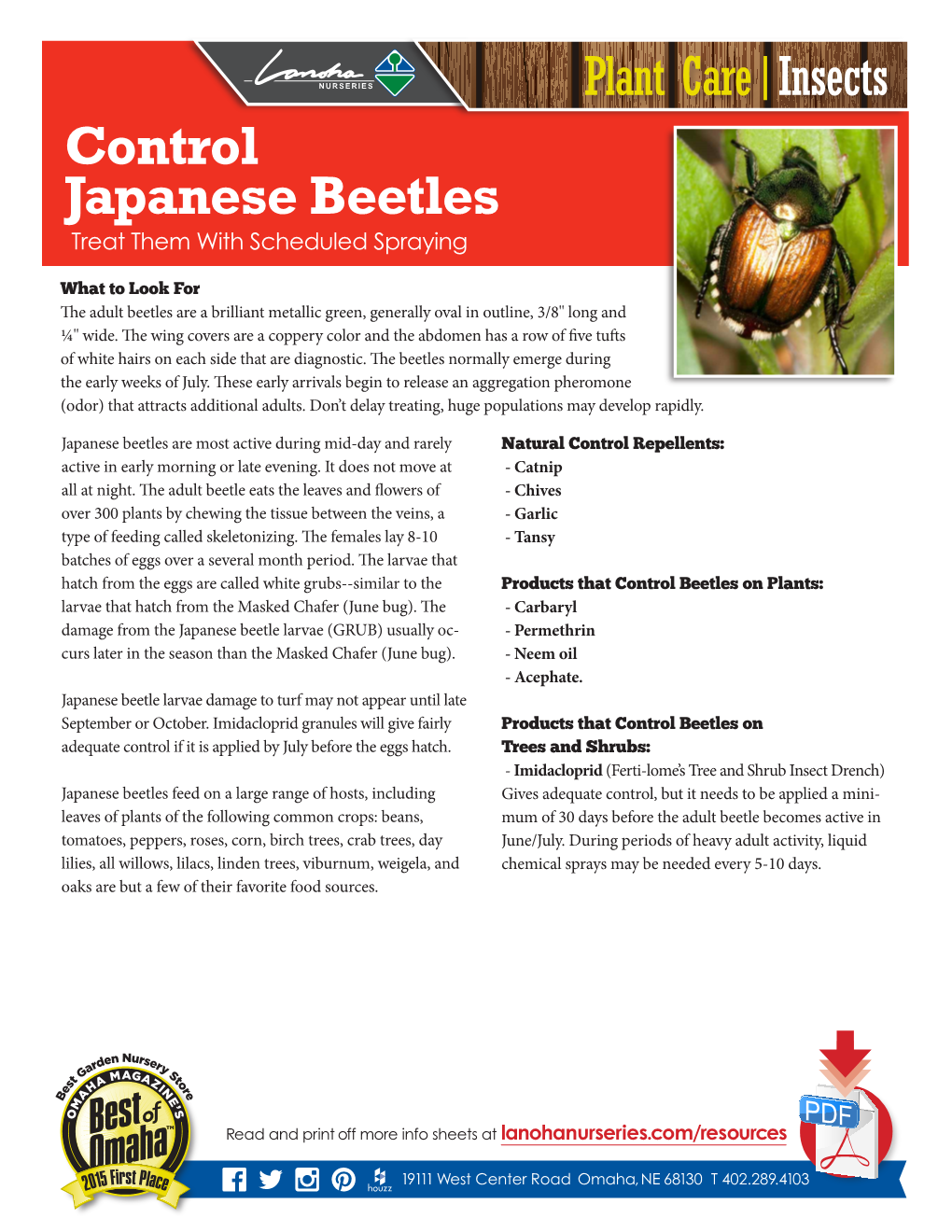 Control Japanese Beetles Treat Them with Scheduled Spraying