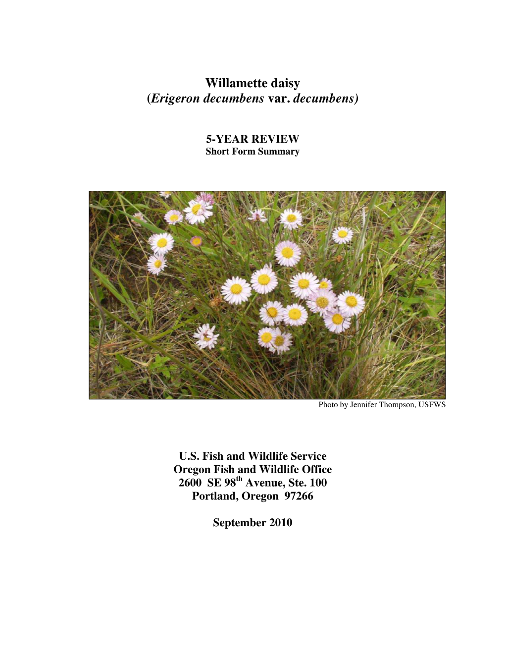 Willamette Daisy (Erigeron Decumbens Var. Decumbens)