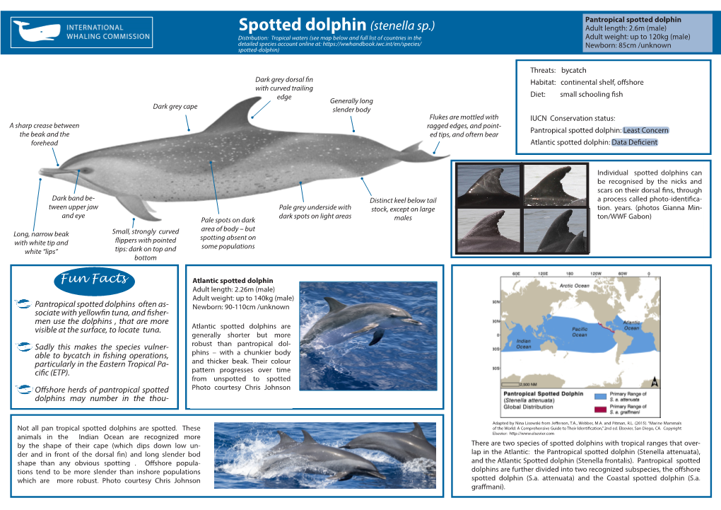 Spotted Dolphin