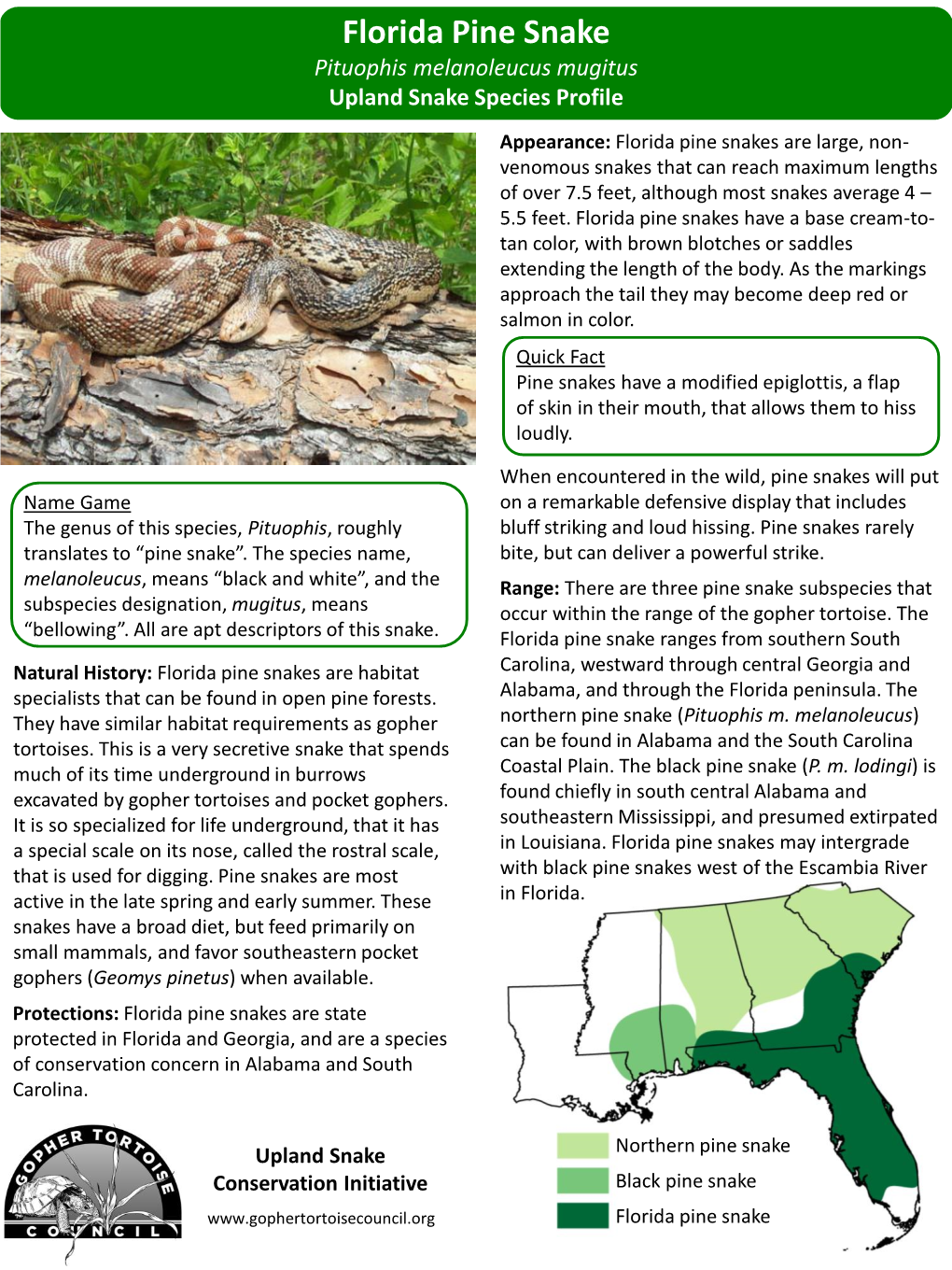 Florida Pine Snake Pituophis Melanoleucus Mugitus Upland Snake Species Profile