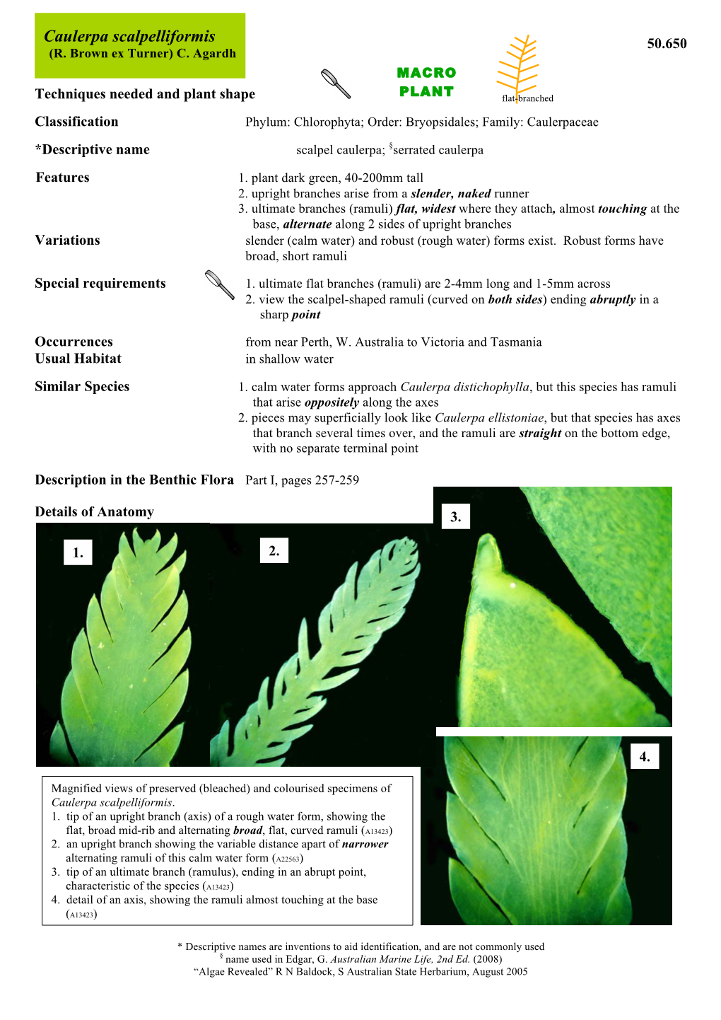 Caulerpa Scalpelliformis 50.650 (R