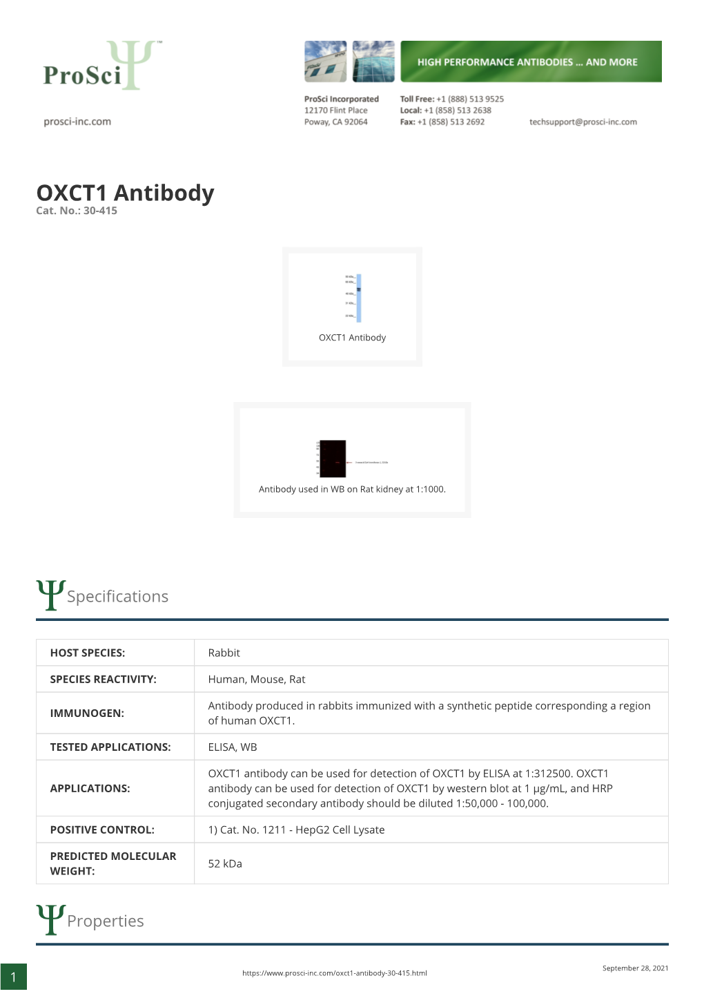 OXCT1 Antibody Cat