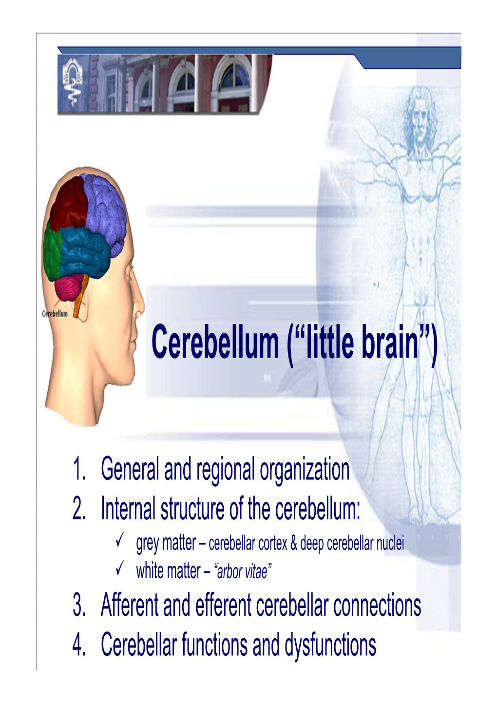 Cerebellum (“Little Brain”)