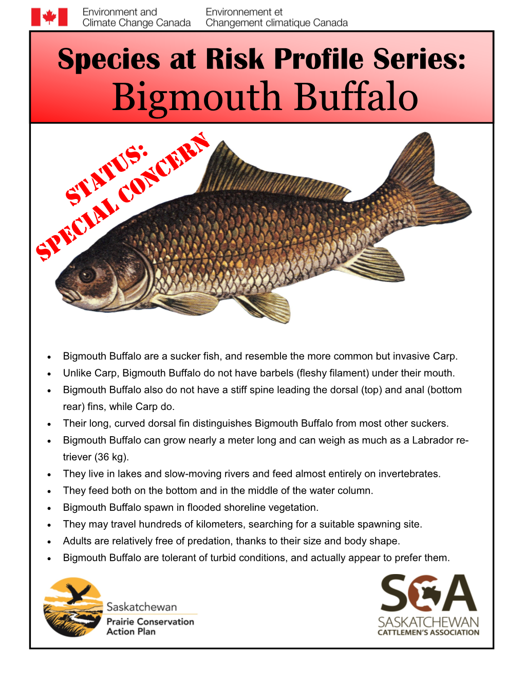 Bigmouth Buffalo