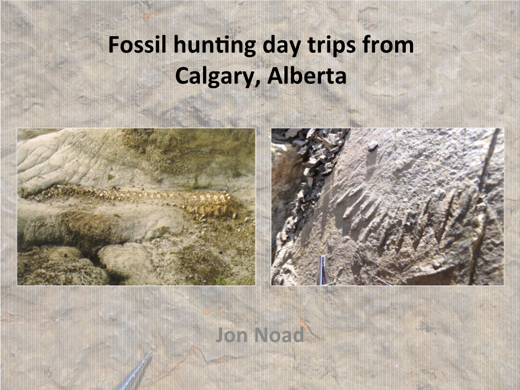 Fossil Hunting Day Trips from Calgary, Alberta