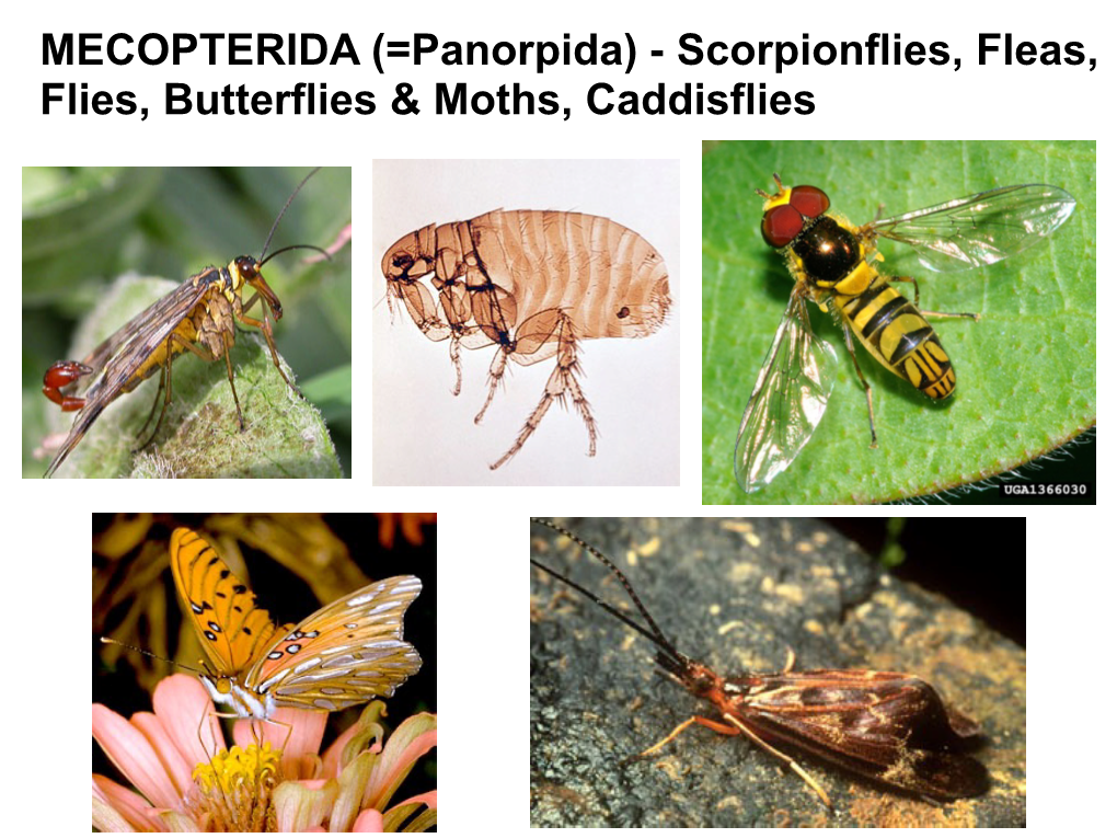 MECOPTERIDA (=Panorpida)