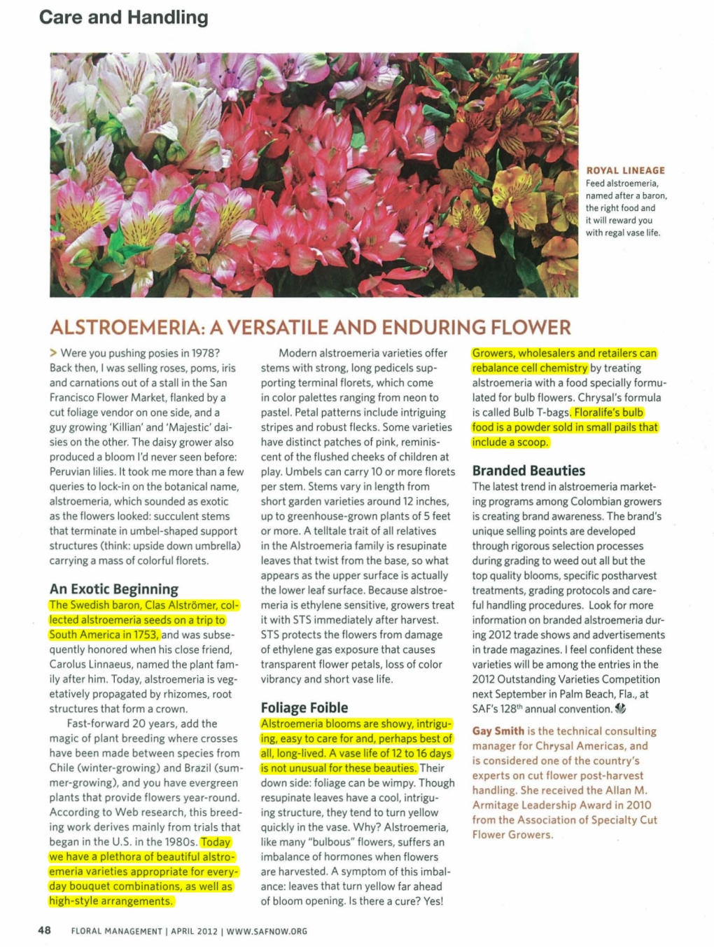 Alstroemeria: a Versatile and Enduring Flower
