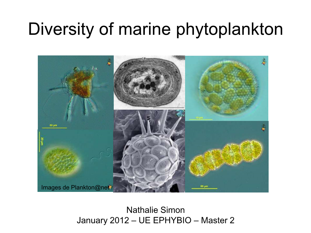 Green Algae in Marine Phytoplankton