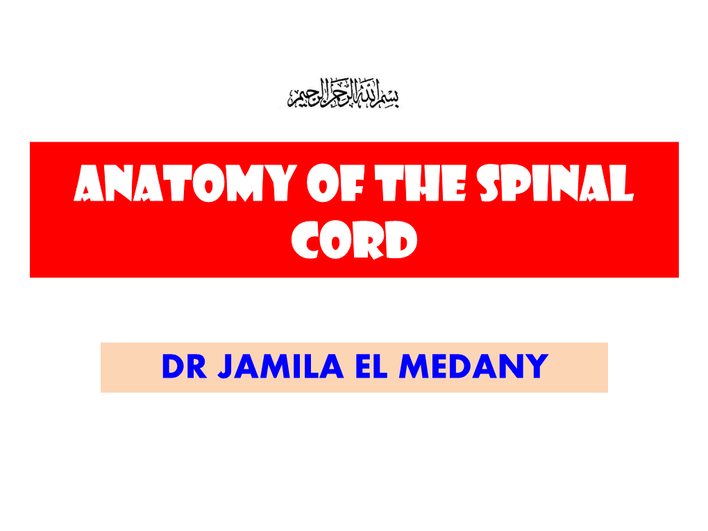 Anatomy of Spinal Cord