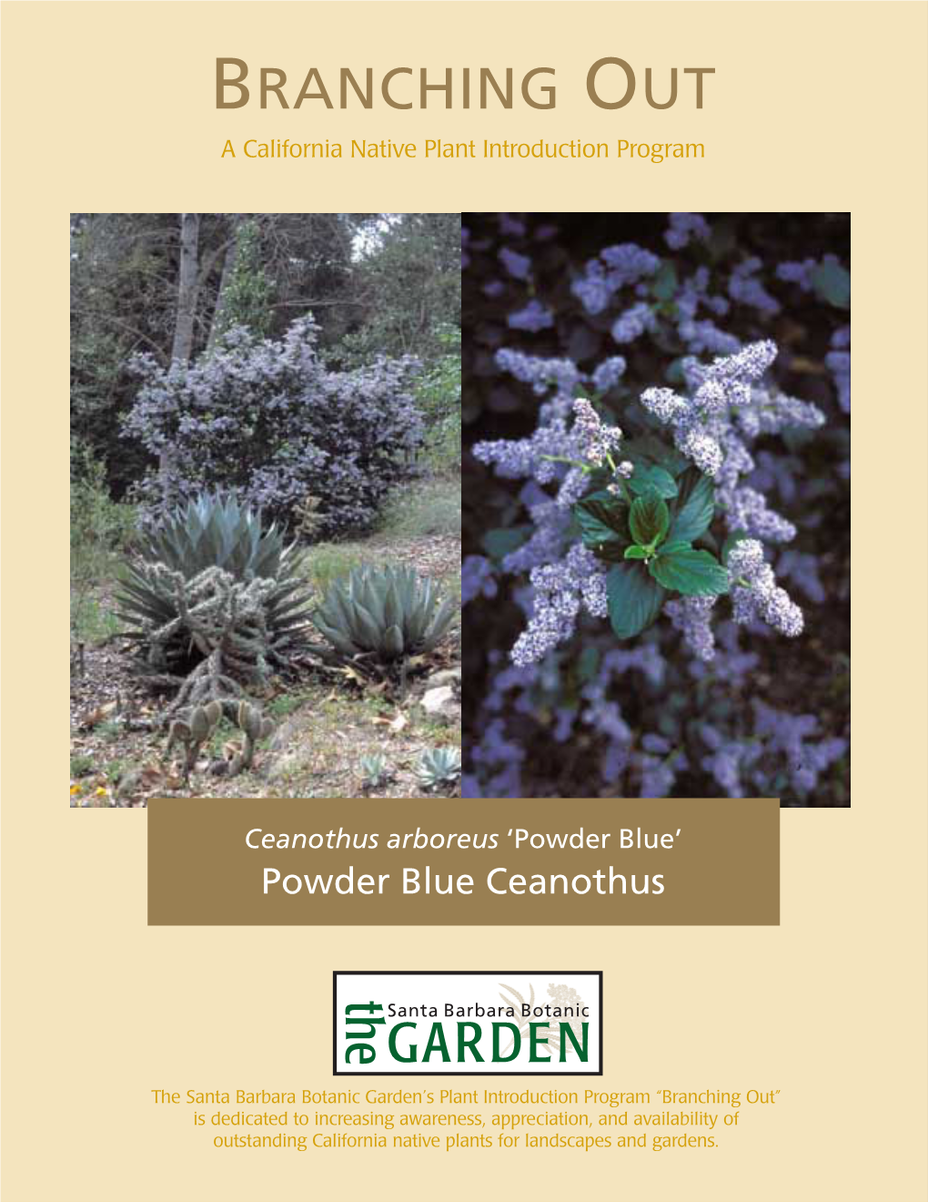 Powder Blue’ Powder Blue Ceanothus