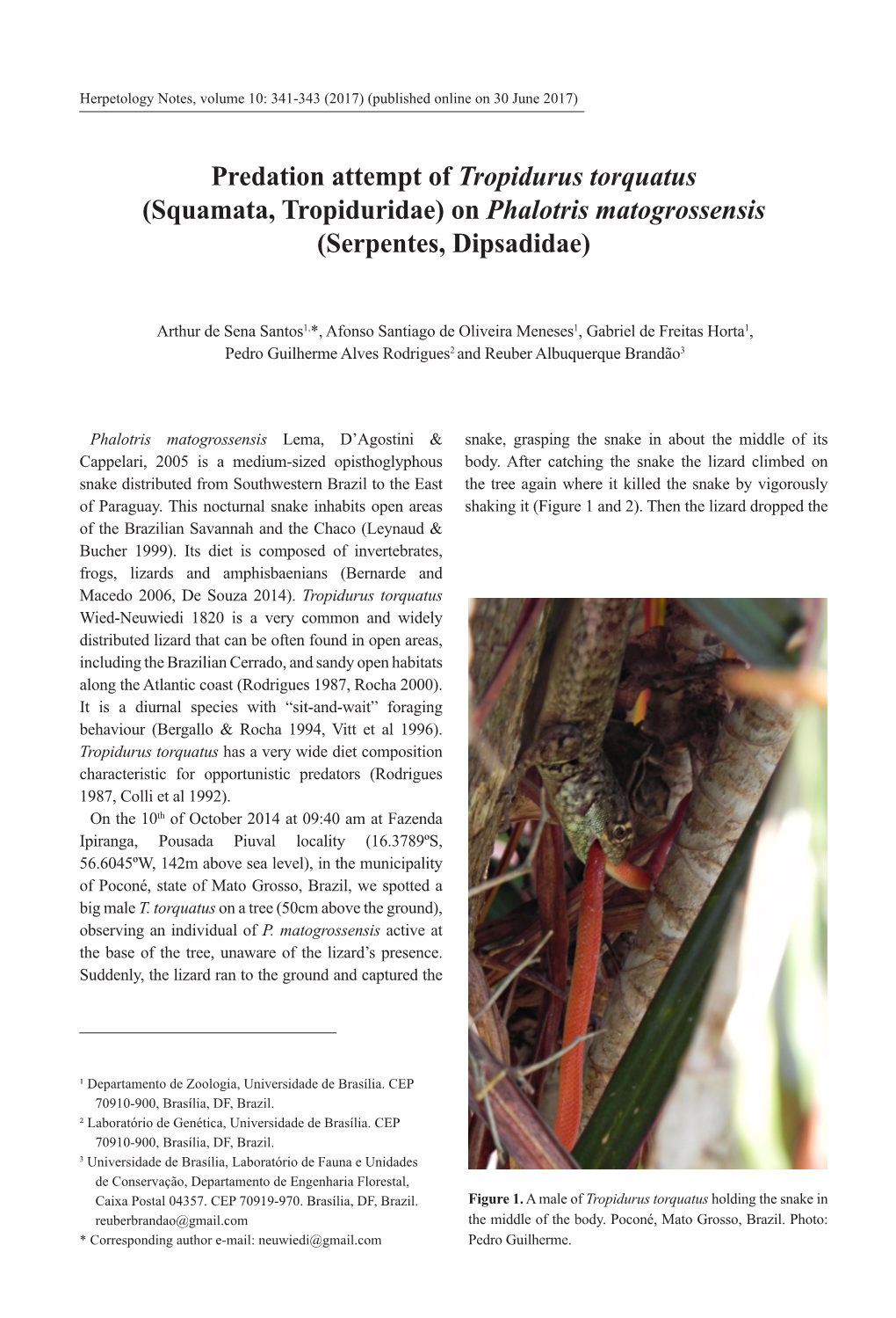 On Phalotris Matogrossensis (Serpentes, Dipsadidae)